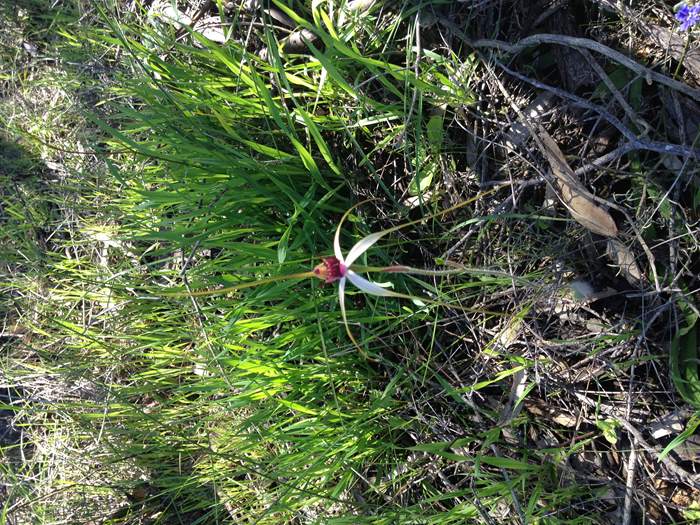 Caladenia - Orchid-Badgingarra-Sep-2018p0001.JPG